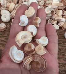 Small Rams Horn Shell - Loving Coastal Living