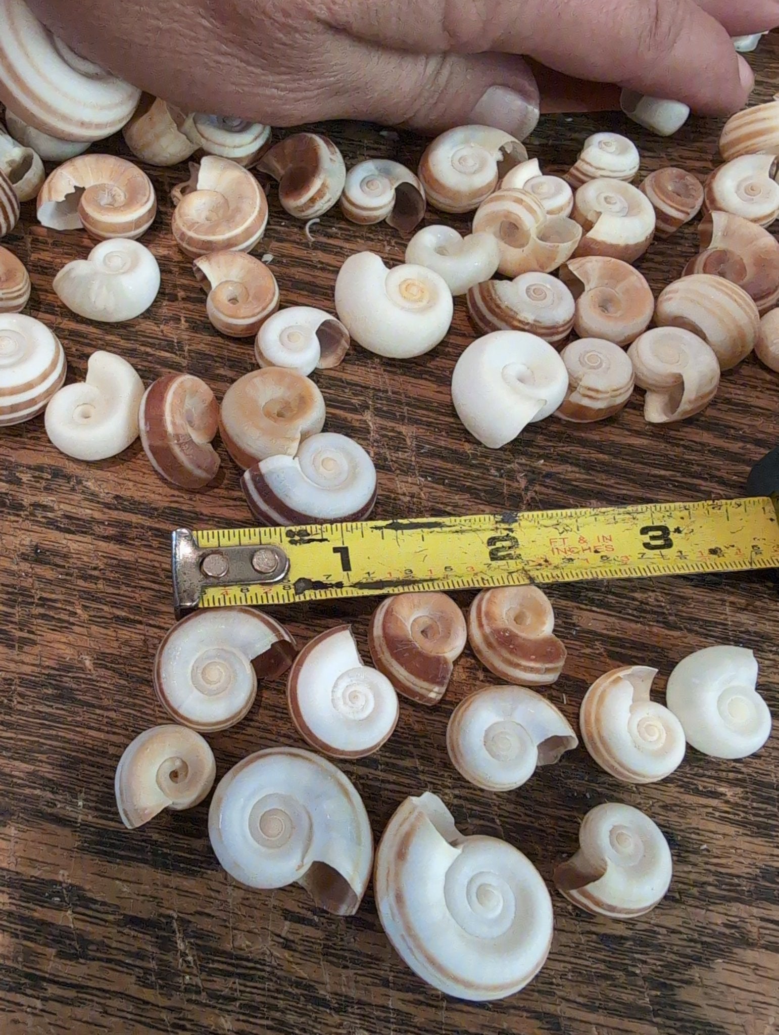 Small Rams Horn Shell | Loving Coastal Living