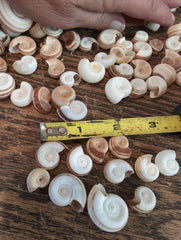 Small Rams Horn Shell - Loving Coastal Living