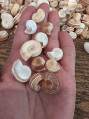 Small Rams Horn Shell - Loving Coastal Living