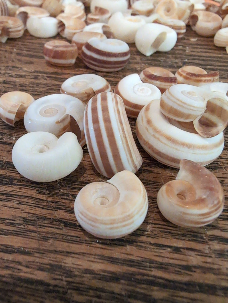 Small Rams Horn Shell - Loving Coastal Living