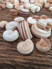 Small Rams Horn Shell - Loving Coastal Living