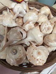 Spiral Tudicla Shells (Tudicla Spirillus) - Loving Coastal Living