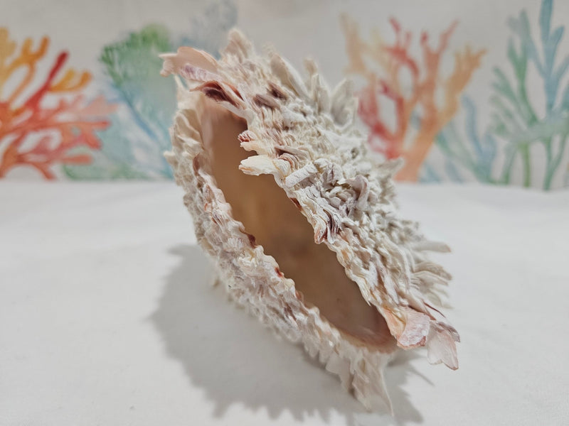 Spondylus Shell Pair - Exact Shell Shown - Loving Coastal Living