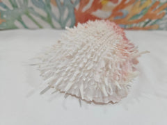 Spondylus Shell Pair - Exact Shell Shown 4