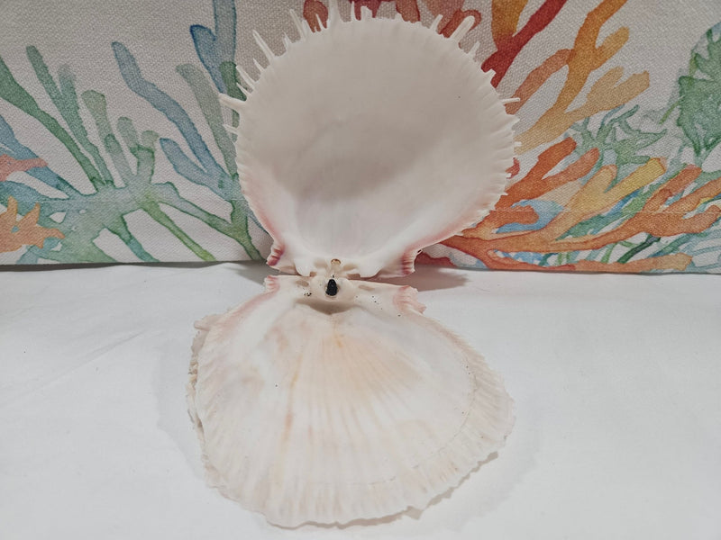 Spondylus Shell Pair - Exact Shell Shown 4" - seashellsLoving Coastal Living