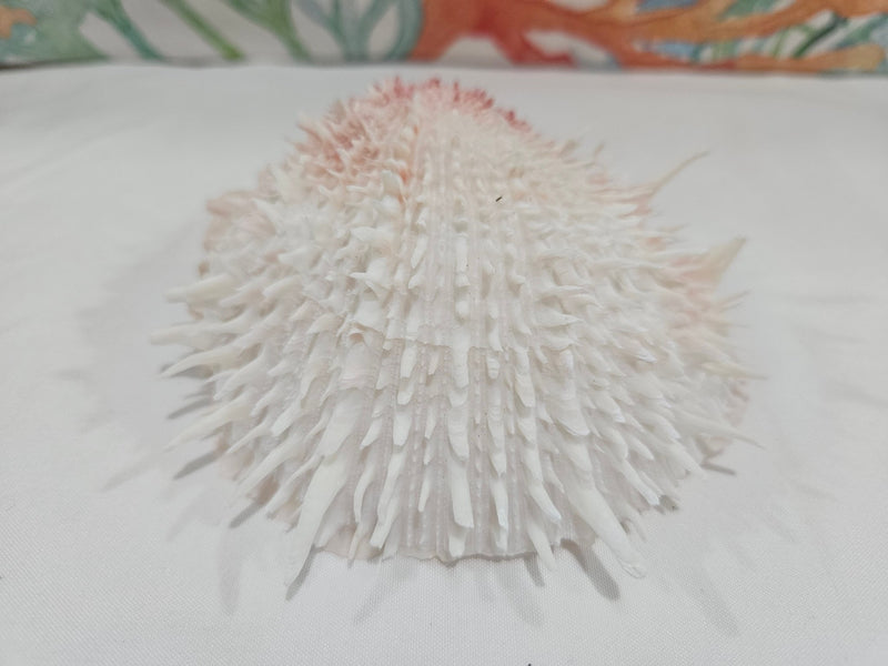 Spondylus Shell Pair - Exact Shell Shown 4" - seashellsLoving Coastal Living