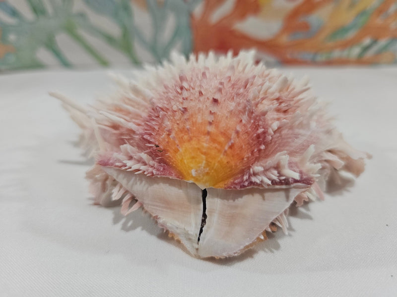 Spondylus Shell Pair - Exact Shell Shown 4" - seashellsLoving Coastal Living