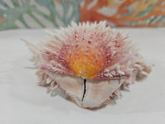 Spondylus Shell Pair - Exact Shell Shown 4