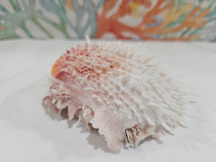 Spondylus Shell Pair - Exact Shell Shown 4