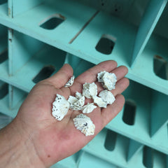 Star Limpet Shells - Loving Coastal Living