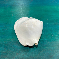 Strombus latissimus aka Widest Pacific Conch, White - Loving Coastal Living