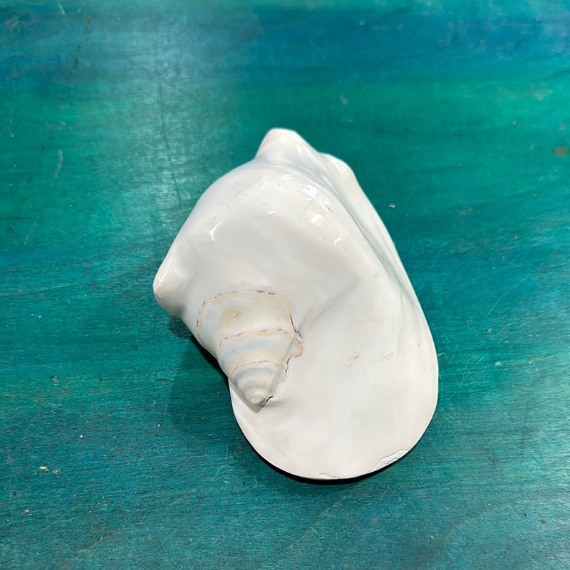 Strombus latissimus aka Widest Pacific Conch, White - Loving Coastal Living