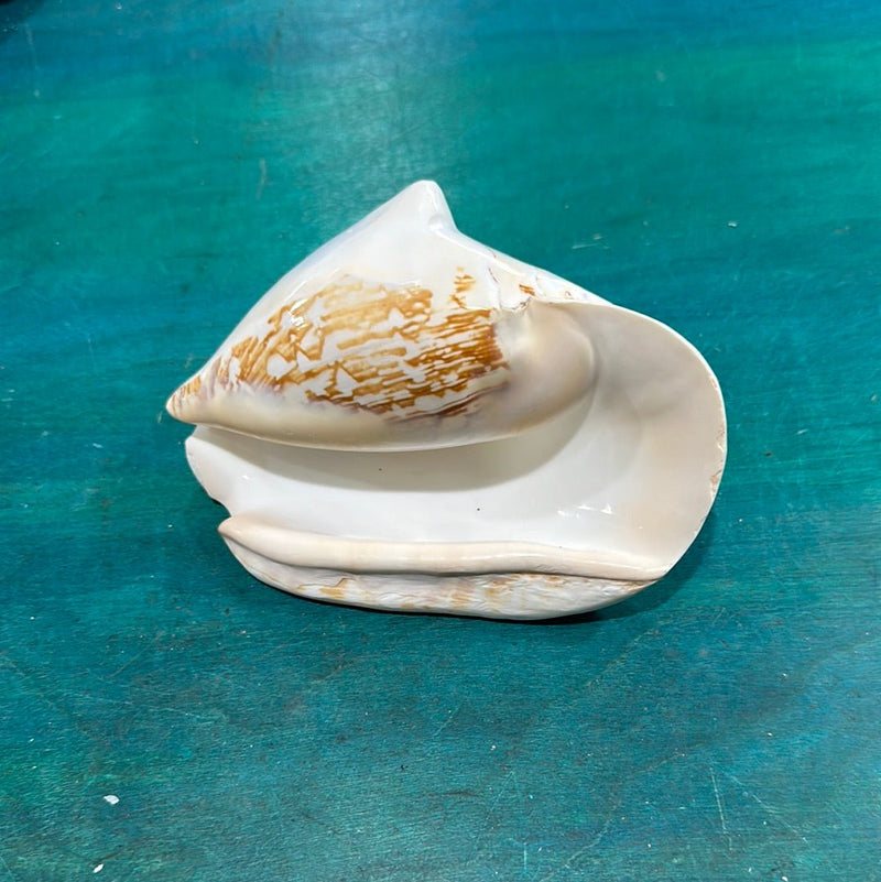 Strombus latissimus aka Widest Pacific Conch, White - Loving Coastal Living