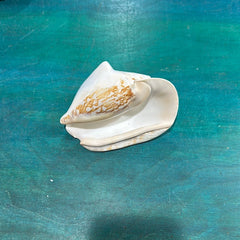 Strombus latissimus aka Widest Pacific Conch, White - Loving Coastal Living