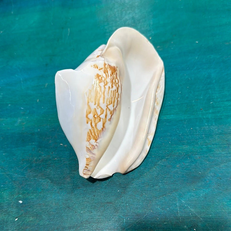 Strombus latissimus aka Widest Pacific Conch, White - Loving Coastal Living