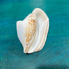 Strombus latissimus aka Widest Pacific Conch, White - Loving Coastal Living