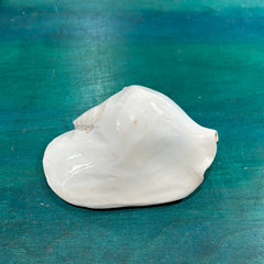 Strombus latissimus aka Widest Pacific Conch, White - Loving Coastal Living