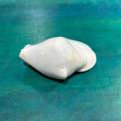 Strombus latissimus aka Widest Pacific Conch, White - Loving Coastal Living