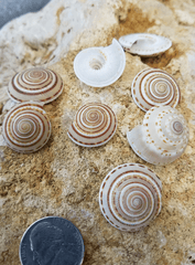 Sundial Shell - ARCHITECTONICA PERSPECTIVA - ShellsLoving Coastal Living