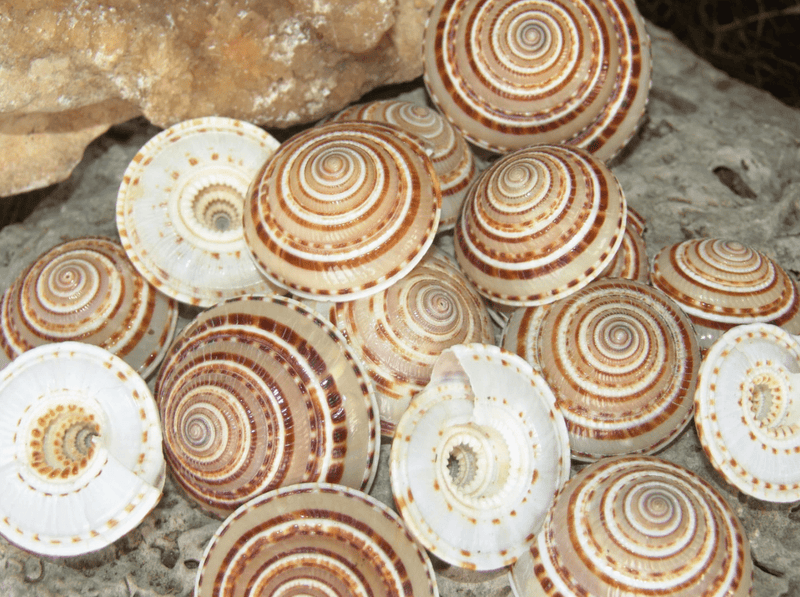 Sundial Shell - ARCHITECTONICA PERSPECTIVA - ShellsLoving Coastal Living