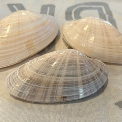 Sunray Venus Pair - Loving Coastal Living