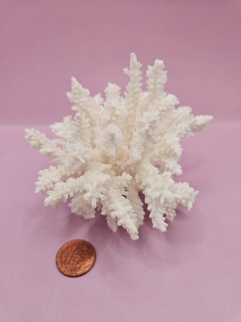 Table Coral ACROPORA LATISTELLA 3.8" - CoralTideline