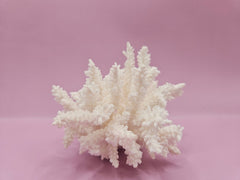 Table Coral ACROPORA LATISTELLA 3.8