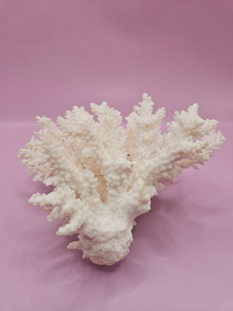 Table Coral ACROPORA LATISTELLA 5" - CoralTideline