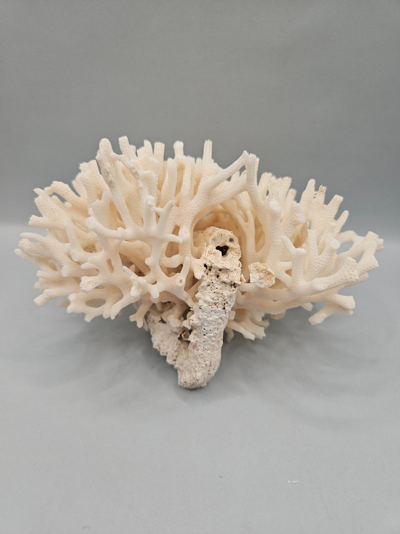 Table Coral Acropora Latistella – 5.5"x5" Natural Coral Decor - CoralLoving Coastal Living