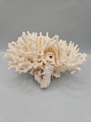 Table Coral Acropora Latistella – 5.5