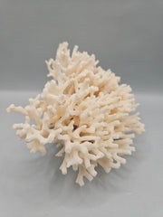 Table Coral Acropora Latistella – 5.5
