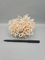 Table Coral Acropora Latistella – 5.5