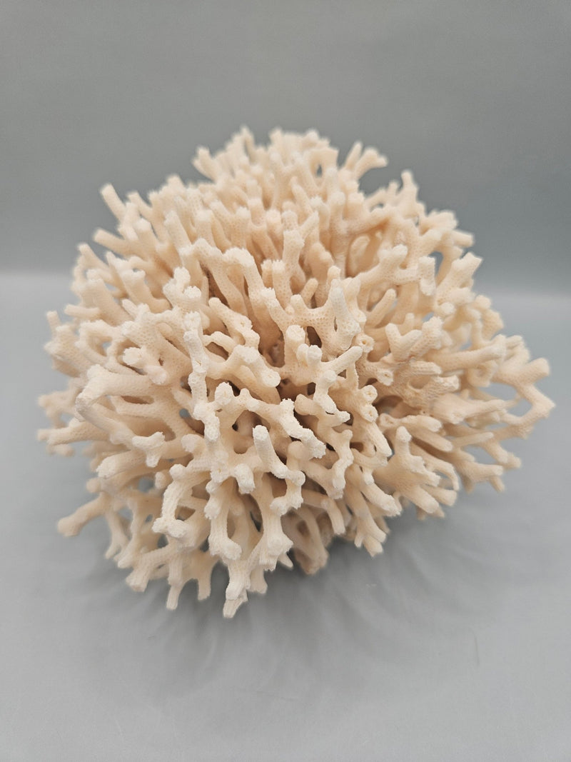 Table Coral Acropora Latistella – 6.5"x5.5" Natural Coral Decor - CoralLoving Coastal Living