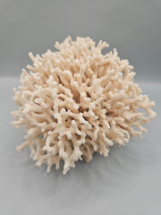 Table Coral Acropora Latistella – 6.5