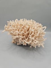 Table Coral Acropora Latistella – 6.5