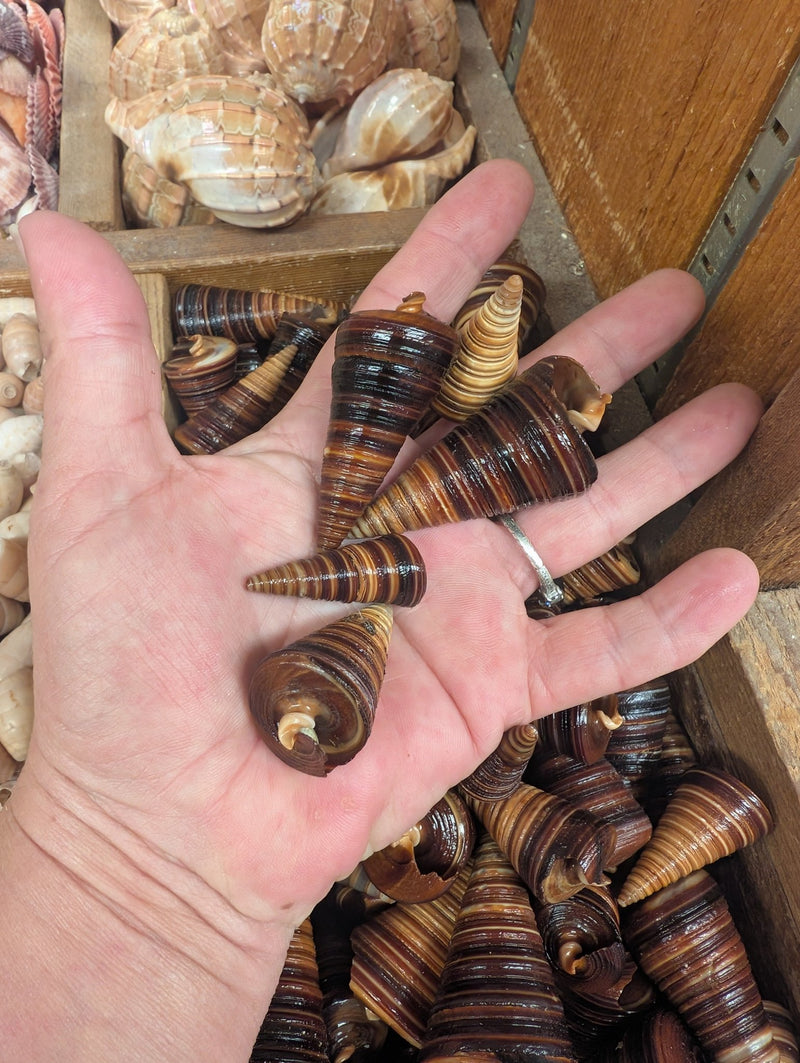 Telescopic Brown Cone Shell (Telescopium telescopium) | Loving Coastal ...