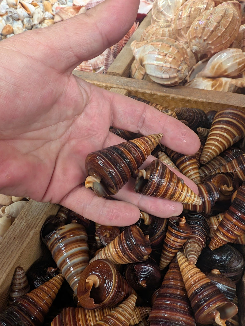 Telescopic Brown Cone Shell (Telescopium telescopium) | Loving Coastal ...
