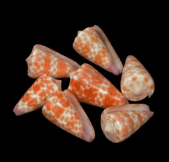 Tesselate Cone - Conus tessulatus - Tideline