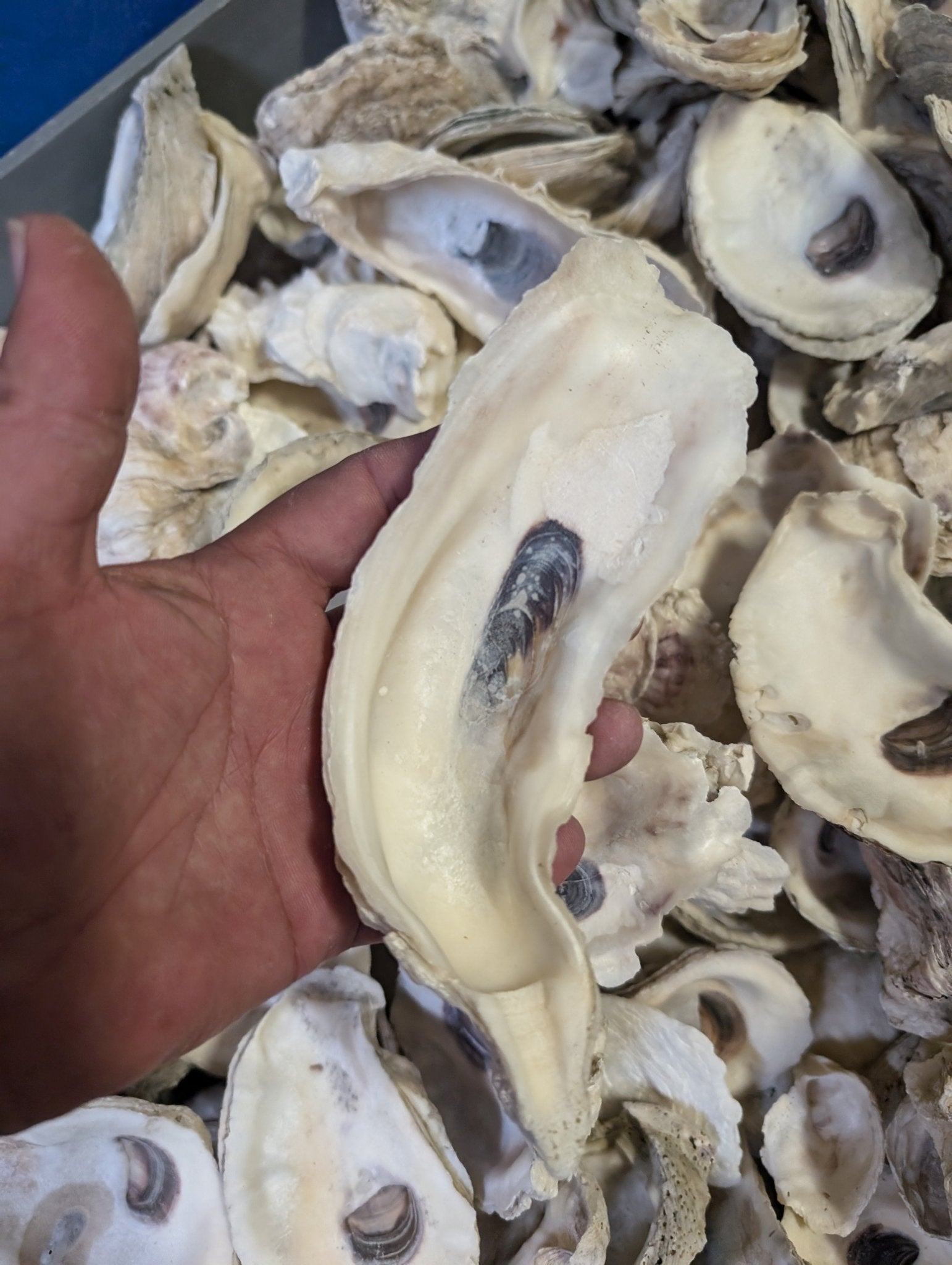 Texas Shells Texas Gulf Coast Oyster Shells 3–5