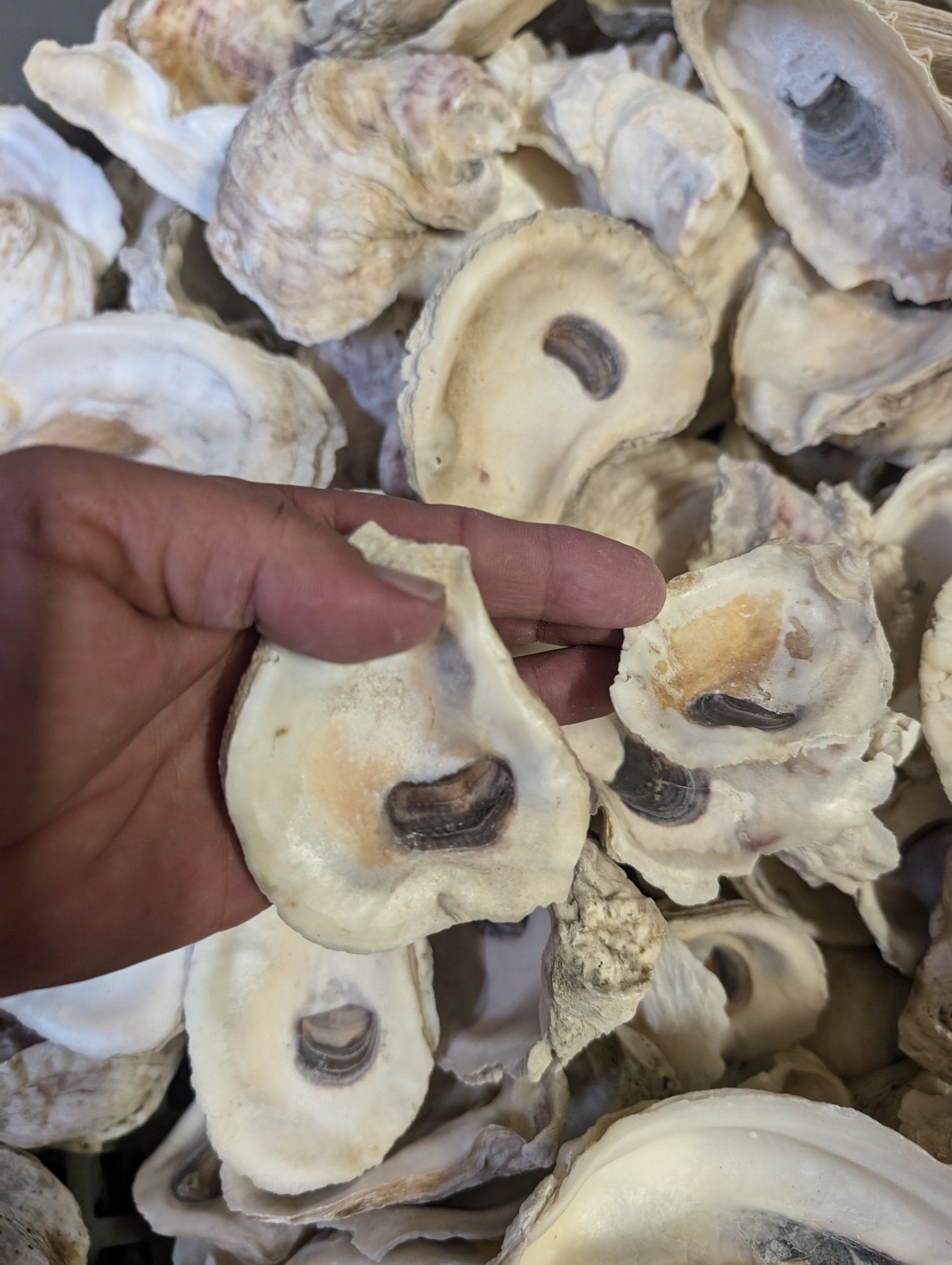 Texas Shells Texas Gulf Coast Oyster Shells 3–5