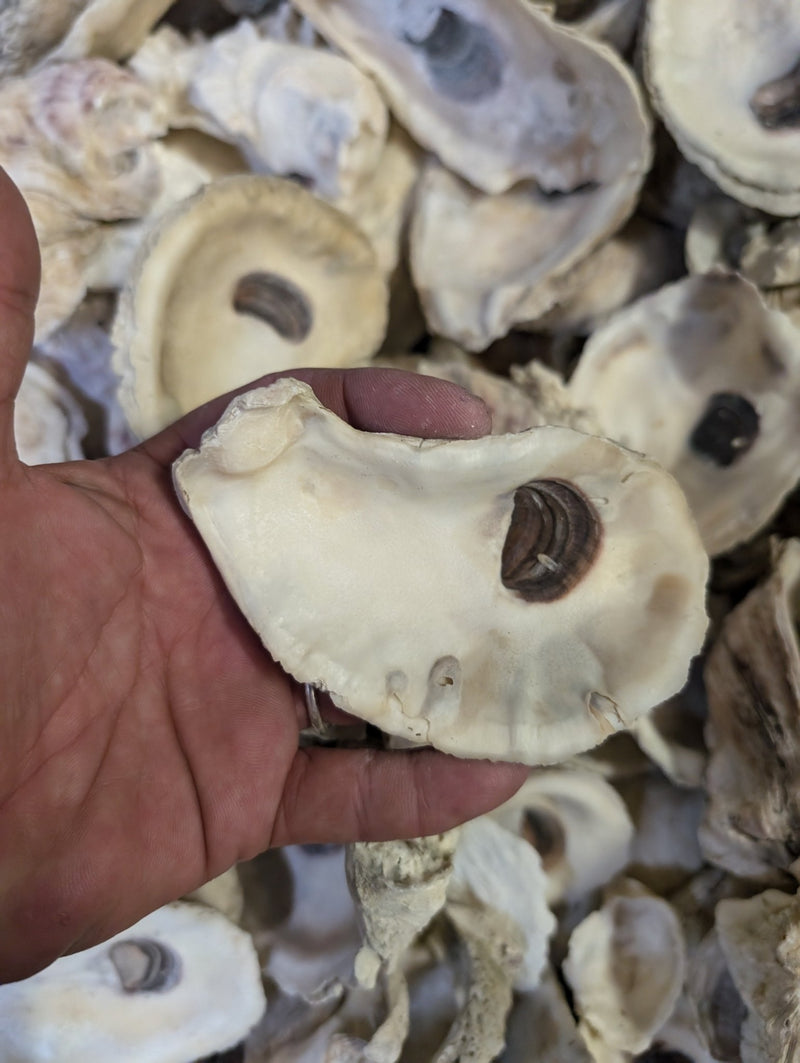 Texas Gulf Coast Oyster Shells - ShellsLoving Coastal Living