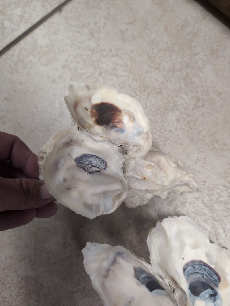 Texas Gulf Coast Oyster Shells Clusters - ShellsLoving Coastal Living