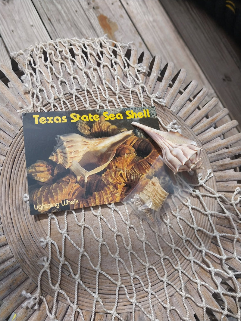 Texas State Sea Shell Gift Pack - Loving Coastal Living