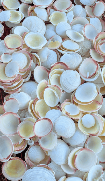 Tiger Codakia Clam Halves Shells Bulk Bags Tigrina | Loving Coastal Living