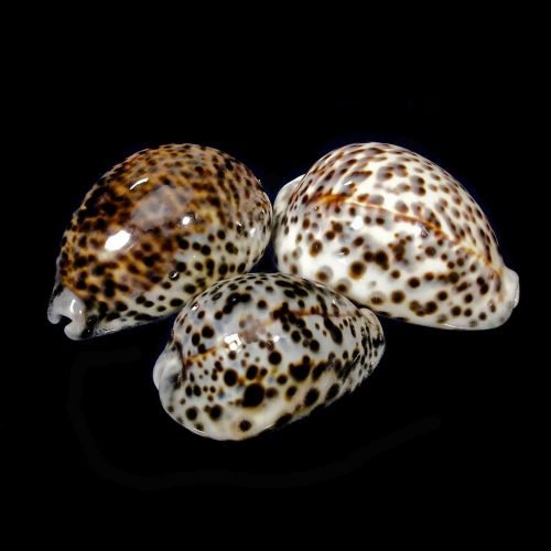 Tiger Cowrie Cypraea Tigris Cowry Grade A - Loving Coastal Living