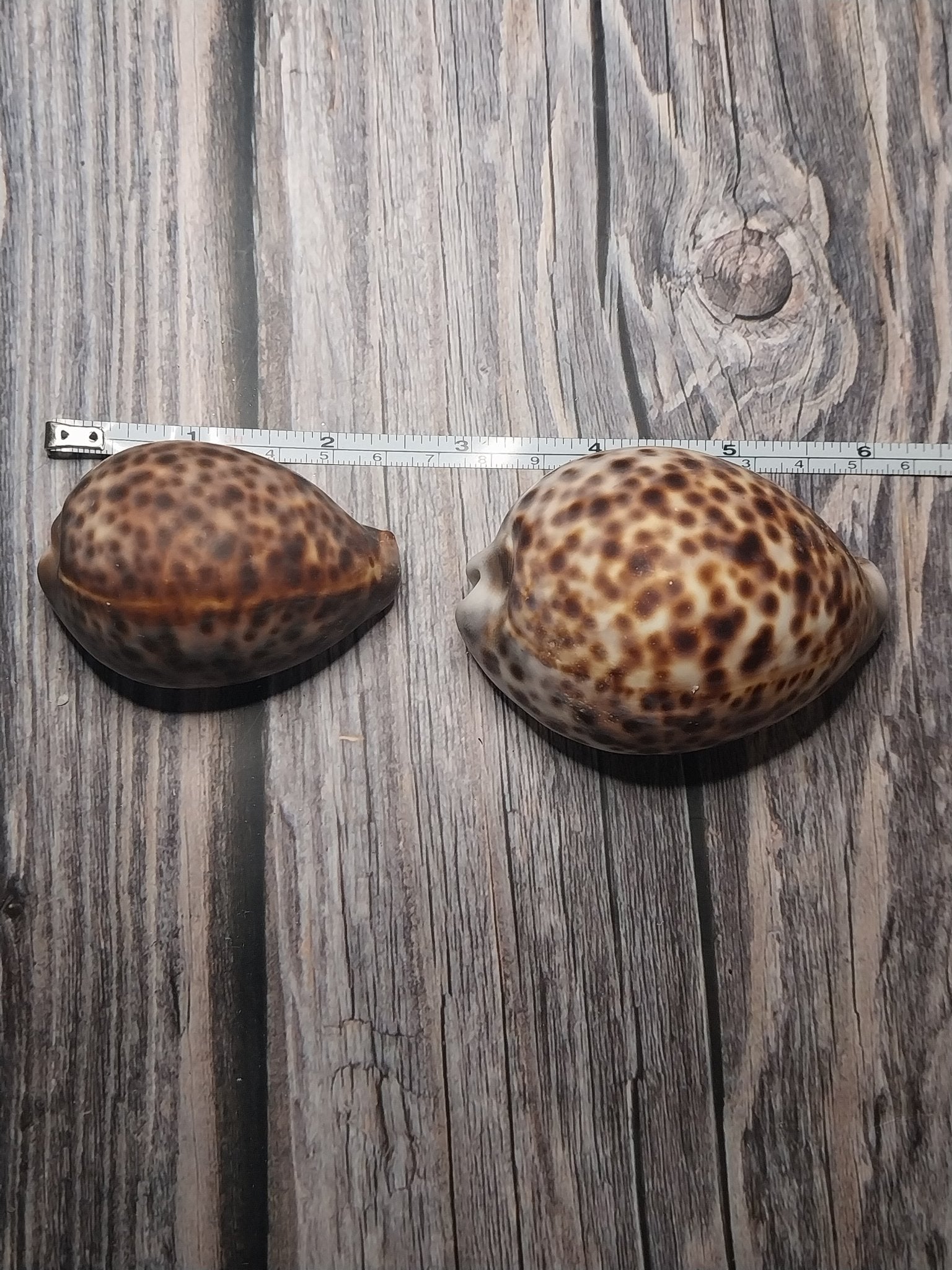 Tigger Shell Tiger Cowrie Cypraea Tigris Shells GRADE B | Loving Coastal Living