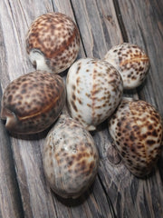 Tiger Cowrie Cypraea Tigris Cowry GRADE B - Loving Coastal Living