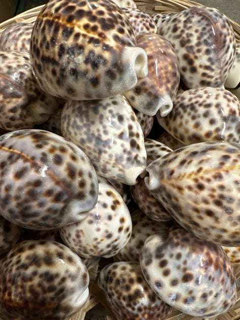 Tiger Cowrie Seashells- Cypraea Tigris | Loving Coastal Living