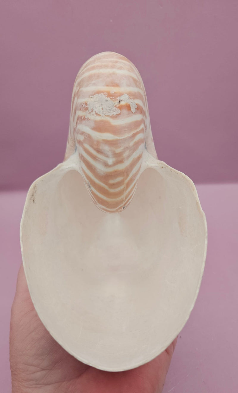 Tiger Nautilus Shell – Striking Natural Ocean Decor (7") - ShelllsLoving Coastal Living